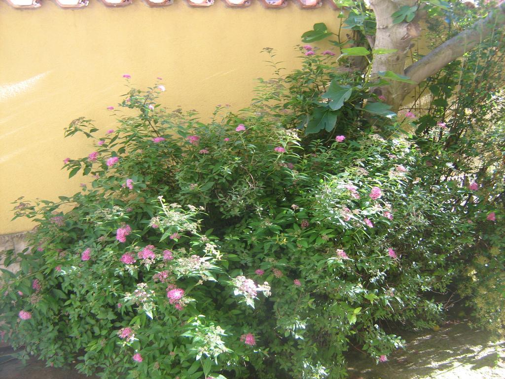 Jacqueline Apartment Pula Exterior photo
